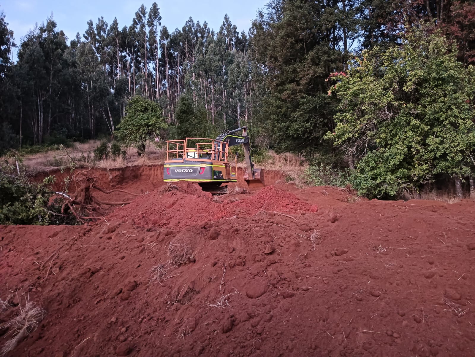 Movimiento de tierras con excavadora Volvo en terreno forestal